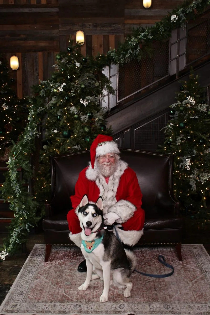 Khilji the Siberian Husky, CEO of GreenWoof